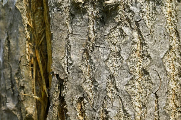 Texture Old Tree — Stock Photo, Image