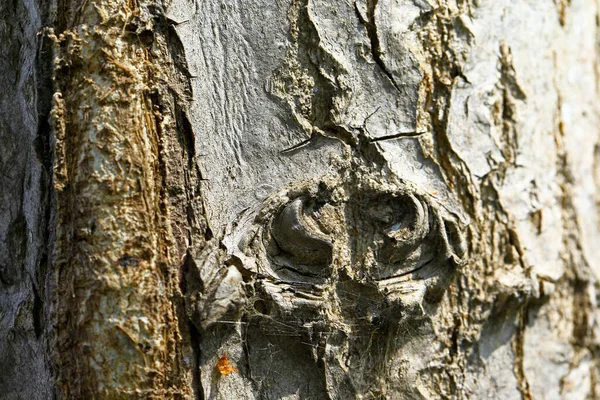 Υφή Του Παλιού Δέντρου — Φωτογραφία Αρχείου