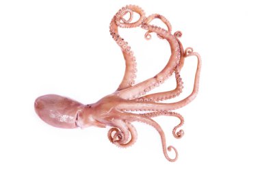 Ahtapot beyaz arkaplanda izole edilmiş.