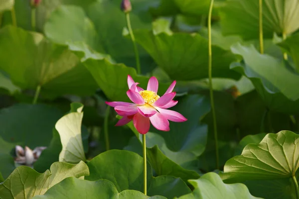 Blommande Lotusblomma Rosa Mycket Vacker — Stockfoto