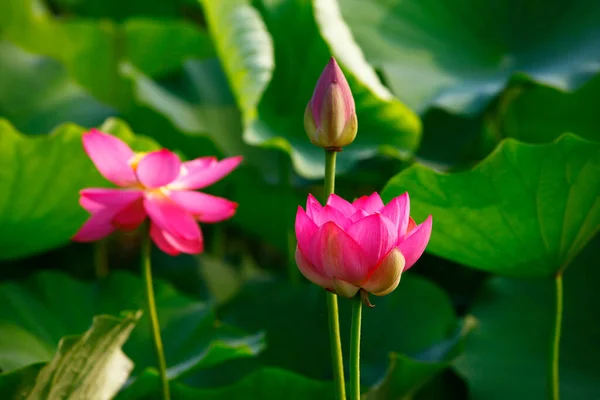 Kwitnący Kwiat Lotosu Różowy Bardzo Piękny — Zdjęcie stockowe