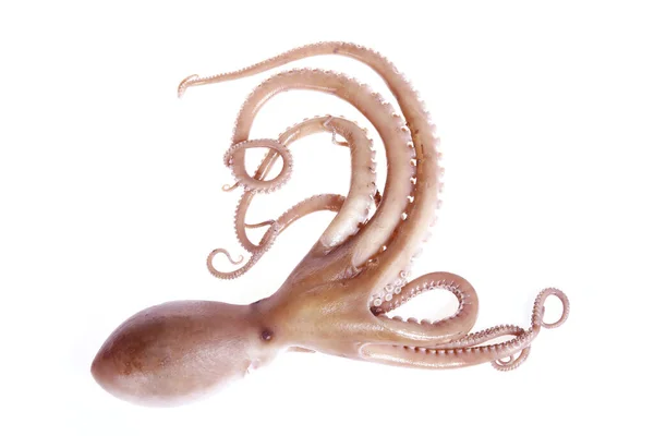 Octopus Izolované Bílém Pozadí — Stock fotografie