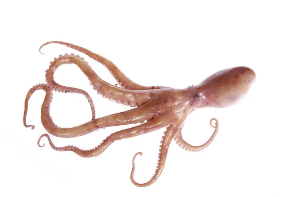 Octopus Isoleret Hvid Baggrund Royaltyfrie stock-billeder
