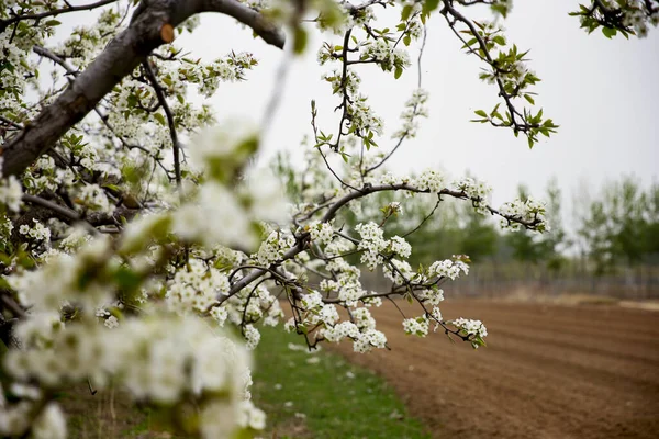 stock image Blooming flowers, very beautiful, shot from close range