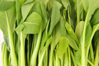 Pakchoi beyaz bir arkaplanda izole edildi