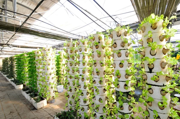 Lettuce Grown Plantation — Stock Photo, Image