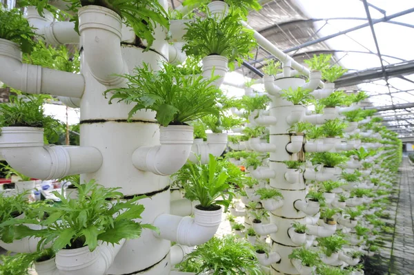 Lettuce Grown Plantation — Stock Photo, Image