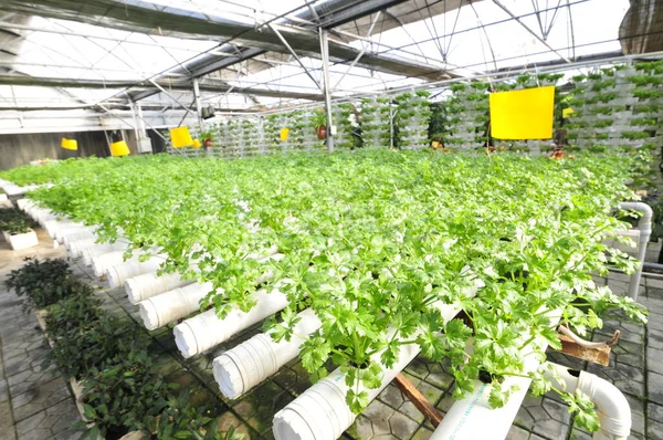 中国秦皇岛市一个种植园种植的芹菜 — 图库照片