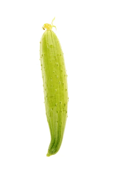 黄瓜的白色背景 — 图库照片