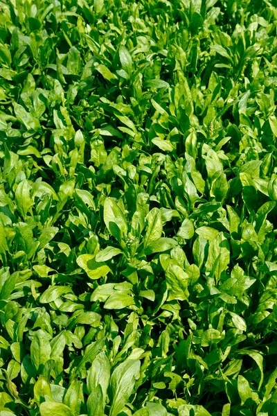 Espinafre Cultivado Natureza — Fotografia de Stock