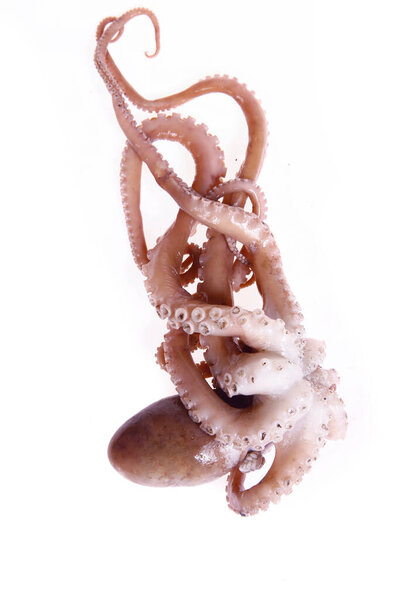 Осьминог на белом фоне