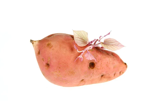 白色背景的成熟红薯 — 图库照片