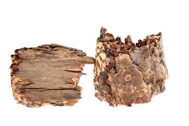 Beyaz arka planda çam kabuğu