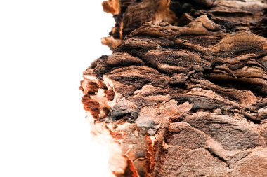 Beyaz arka planda çam kabuğu