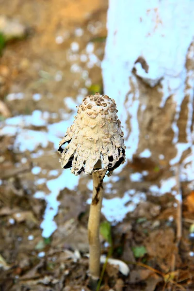 Καλοκαίρι Στο Δάσος Ανάπτυξη Του Άγριου Μύκητα Μανιτάρια — Φωτογραφία Αρχείου