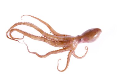 Beyaz arkaplanda ahtapot