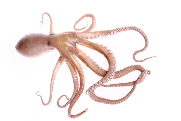 stock image Octopus on a white background
