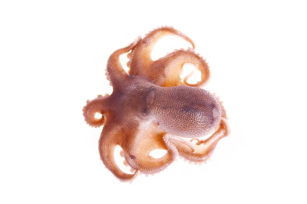 Chobotnice Bílém Pozadí — Stock fotografie