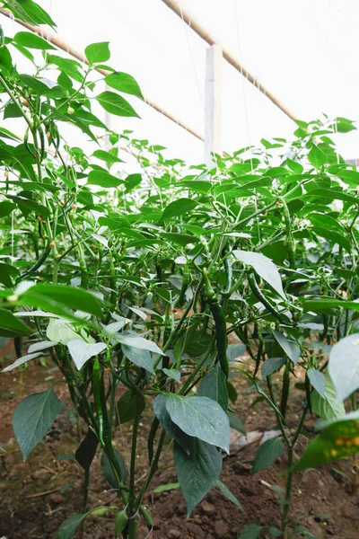 stock image Green pepper grown in greenhouse