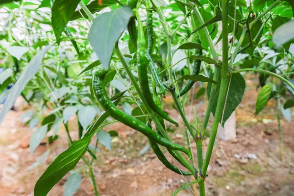 Pimenta Verde Cultivada Estufa — Fotografia de Stock