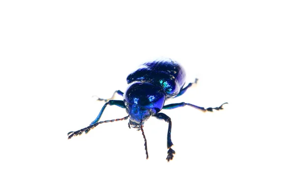白い背景の葉甲虫 クローズアップ写真 — ストック写真