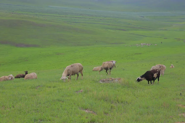 草原上的羊群和蓝天 草原上的一群吃草的羊 草地上的风景 — 图库照片