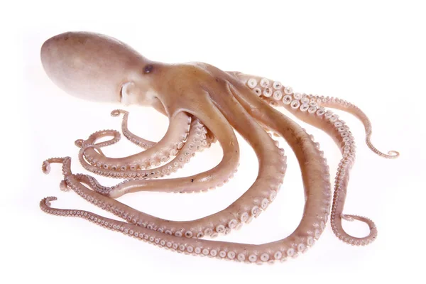 Octopus Geïsoleerd Een Witte Achtergrond — Stockfoto