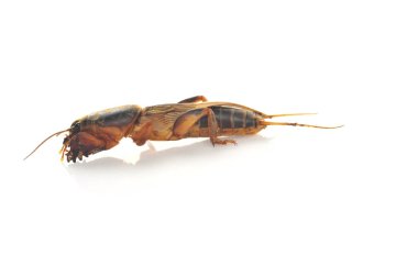 Köstebek cırcırböceği beyaz arka planda izole edildi (Gryllotalpidae