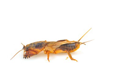 Köstebek cırcırböceği beyaz arka planda izole edildi (Gryllotalpidae