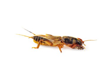 Köstebek cırcırböceği beyaz arka planda izole edildi (Gryllotalpidae