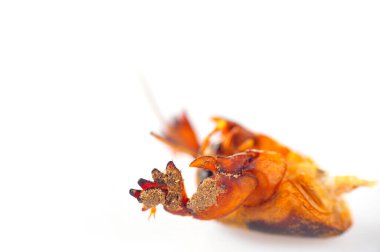 Köstebek cırcırböceği pençeleri beyaz bir arkaplanda izole edilmiş