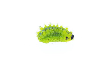 Beyaz arka planda güve larvaları