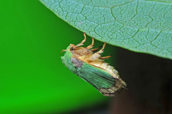 Güve Böcekleri Makro Lensler Çok Güzel — Stok fotoğraf