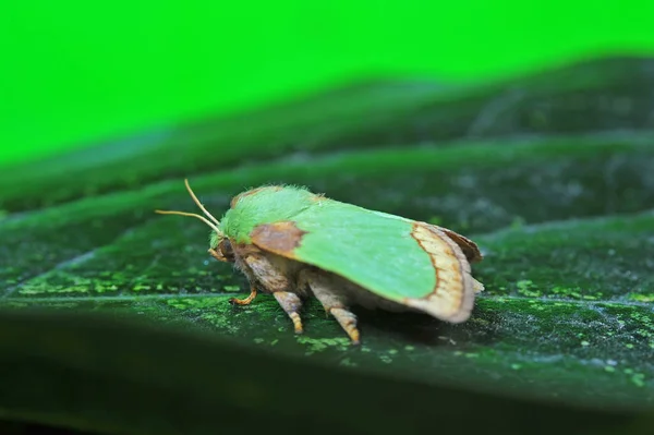 Moth Insektermakro Linser Mycket Vacker — Stockfoto