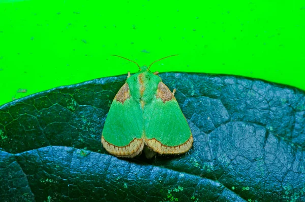 Moth Insectsmacro Lens Very Beautiful — Stock Photo, Image