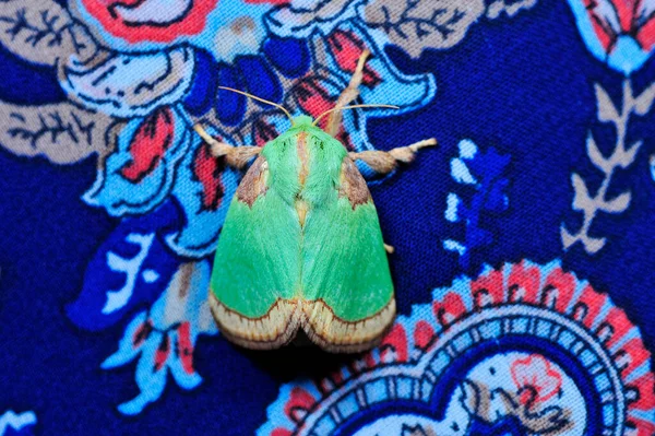 Moth Insectsmacro Lens Дуже Красивий — стокове фото
