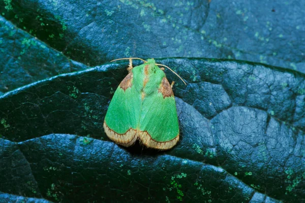 Vlinder Insectenmacro Lens Zeer Mooi — Stockfoto