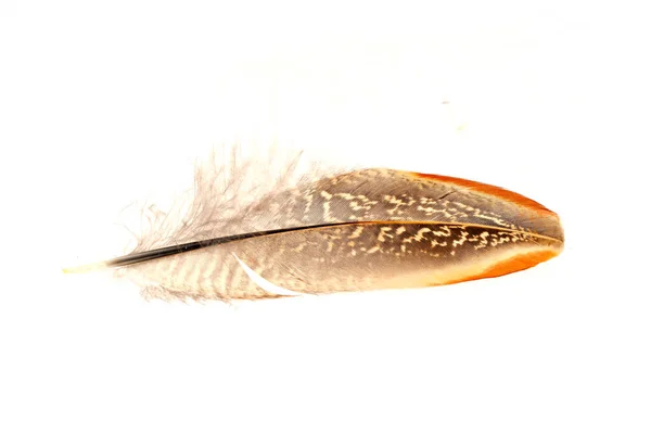 Texture Pheasant Feather Very Beautiful — Stock Photo, Image