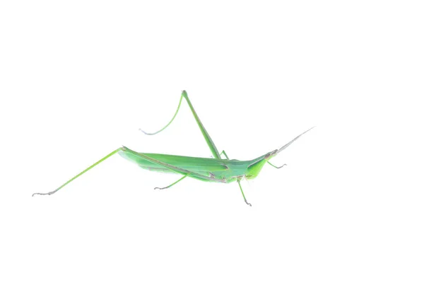 Locusts Kind Orthoptera Insects — Stock Photo, Image