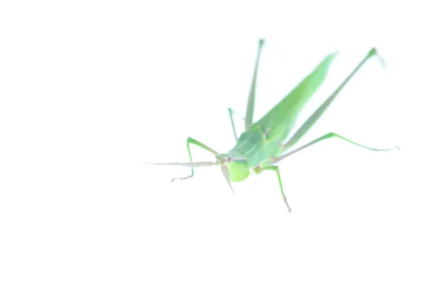 Gräshoppor Sorts Orthoptera Insekter — Stockfoto