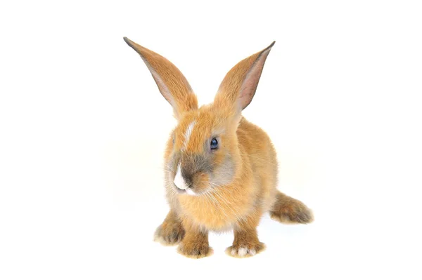 白い背景にあるウサギ — ストック写真