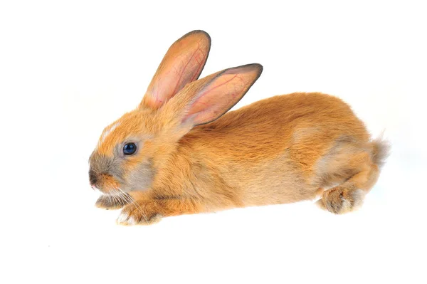Das Kaninchen Vor Weißem Hintergrund — Stockfoto