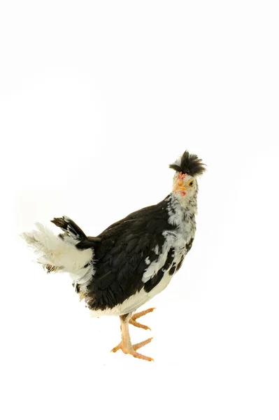 Kip Kippenvleugel Een Witte Achtergrond — Stockfoto