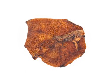 Mantarın beyaz arka planı