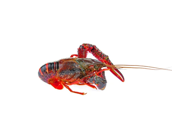 Lobster White Background — Stock Photo, Image
