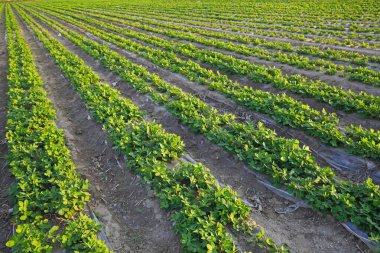 Çiftlikteki yer fıstığı tarlası