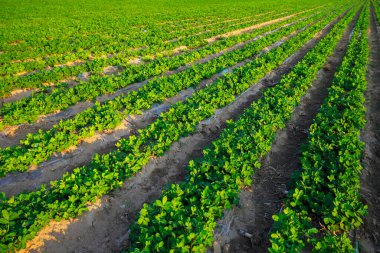 Çiftlikteki yer fıstığı tarlası