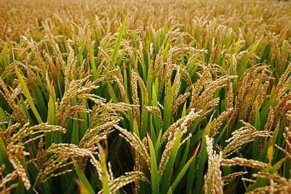 Die Herbstlichen Reisfelder — Stockfoto