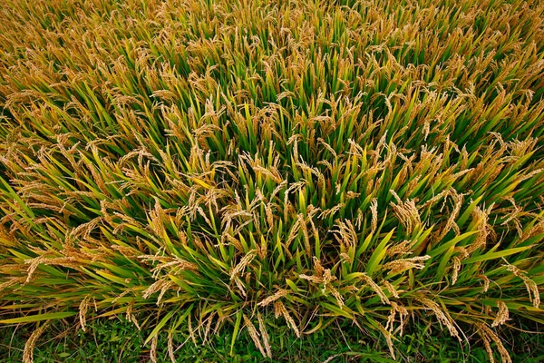 Autumn Rice Fields — Stock Photo, Image