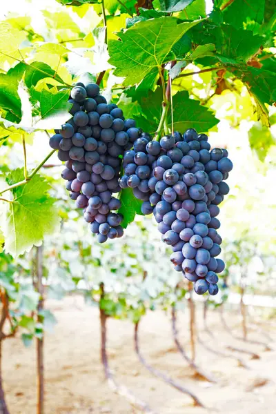 Ripe Grapes Very Fresh — Stock Photo, Image